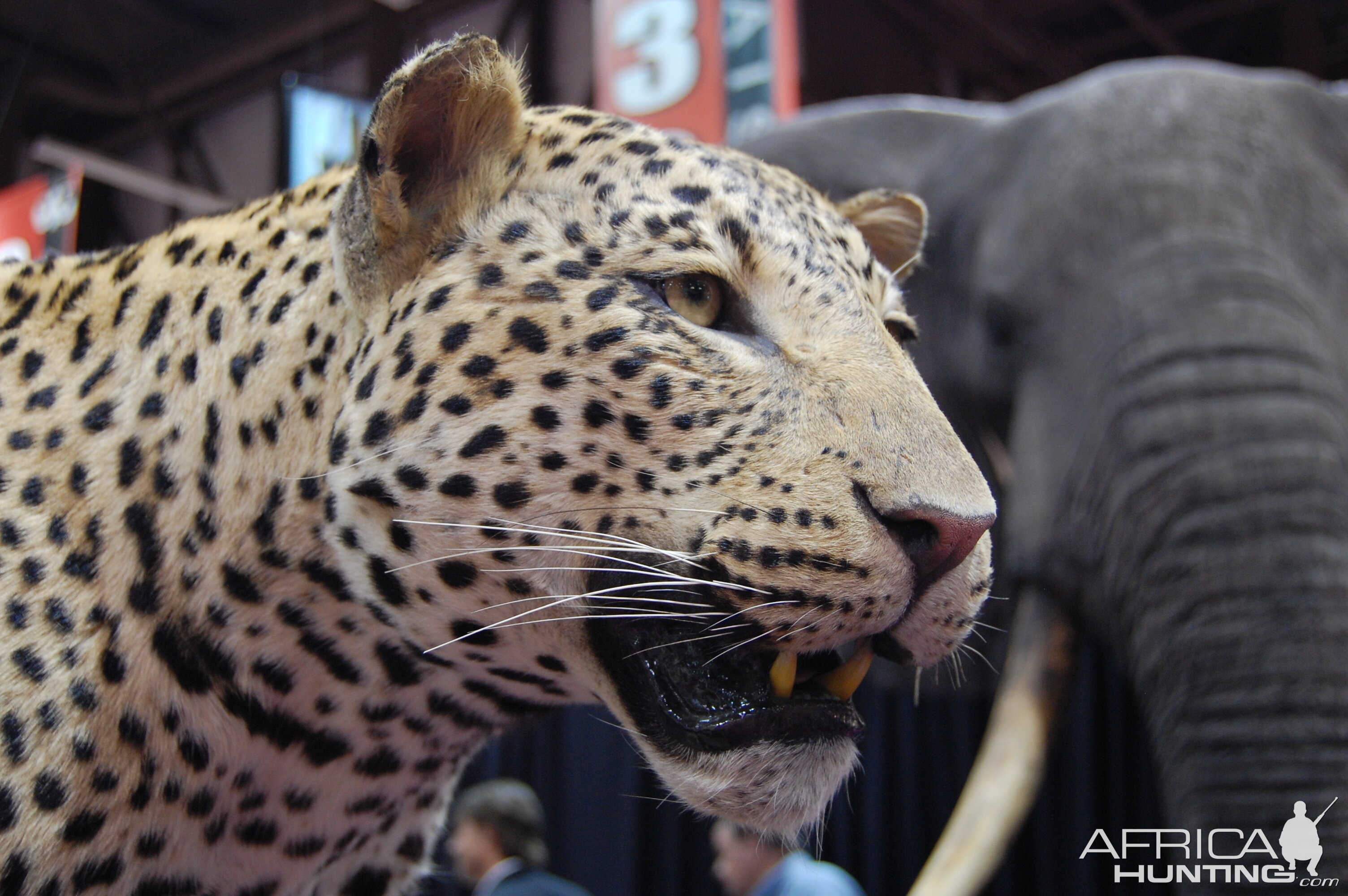 Taxidermy at Safari Club International Convention