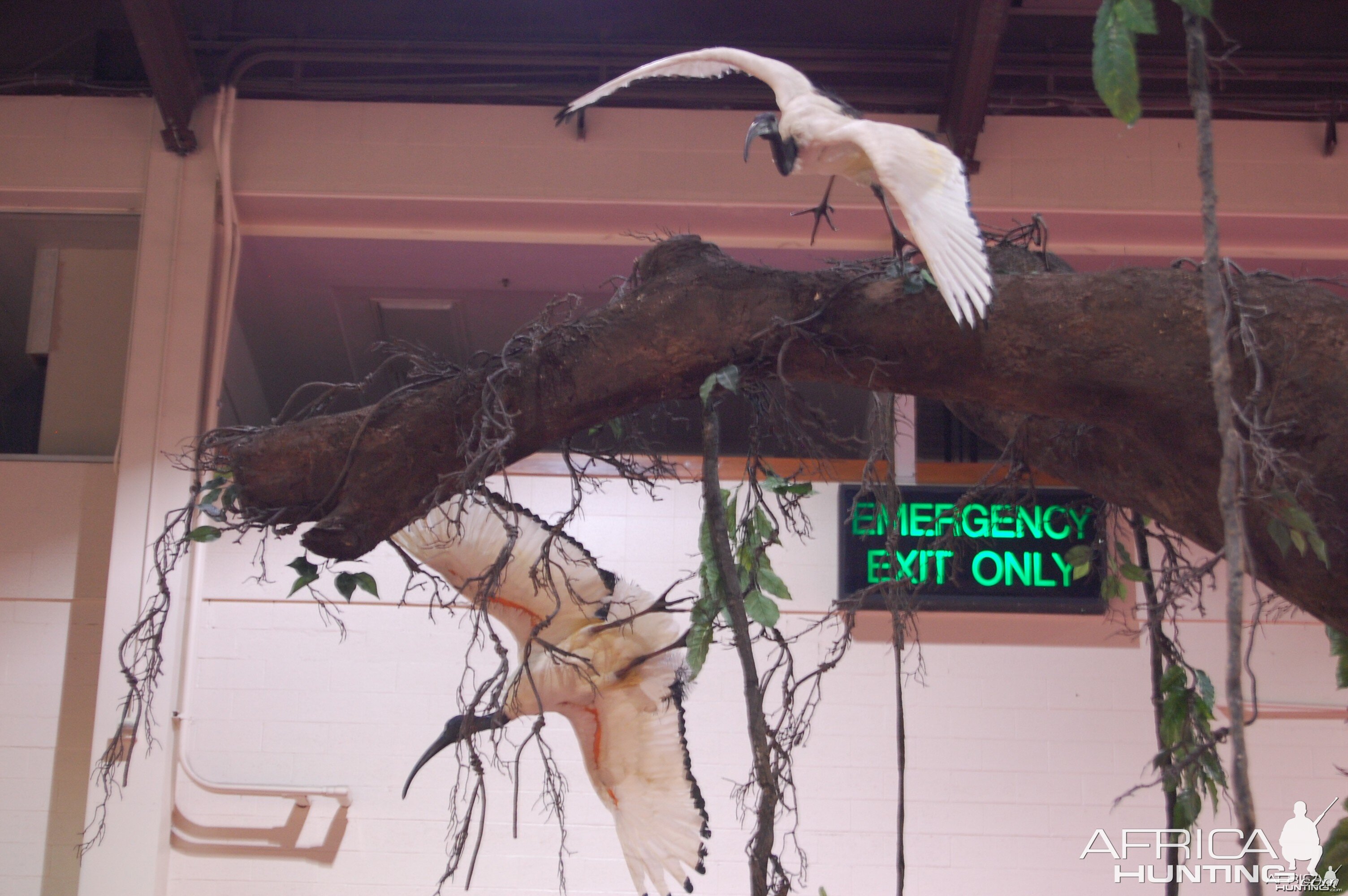 Taxidermy at Safari Club International Convention