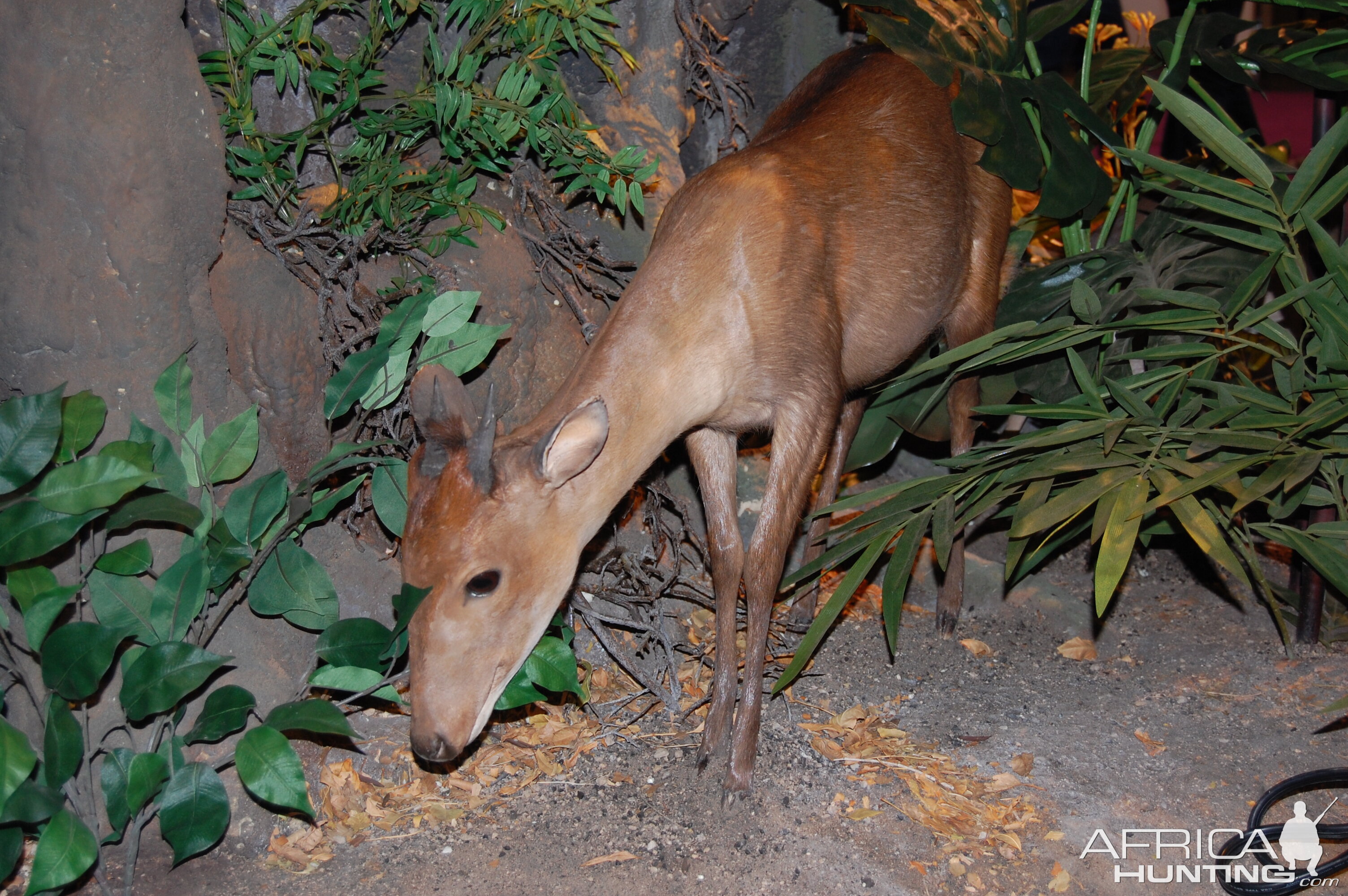 Taxidermy at Safari Club International Convention