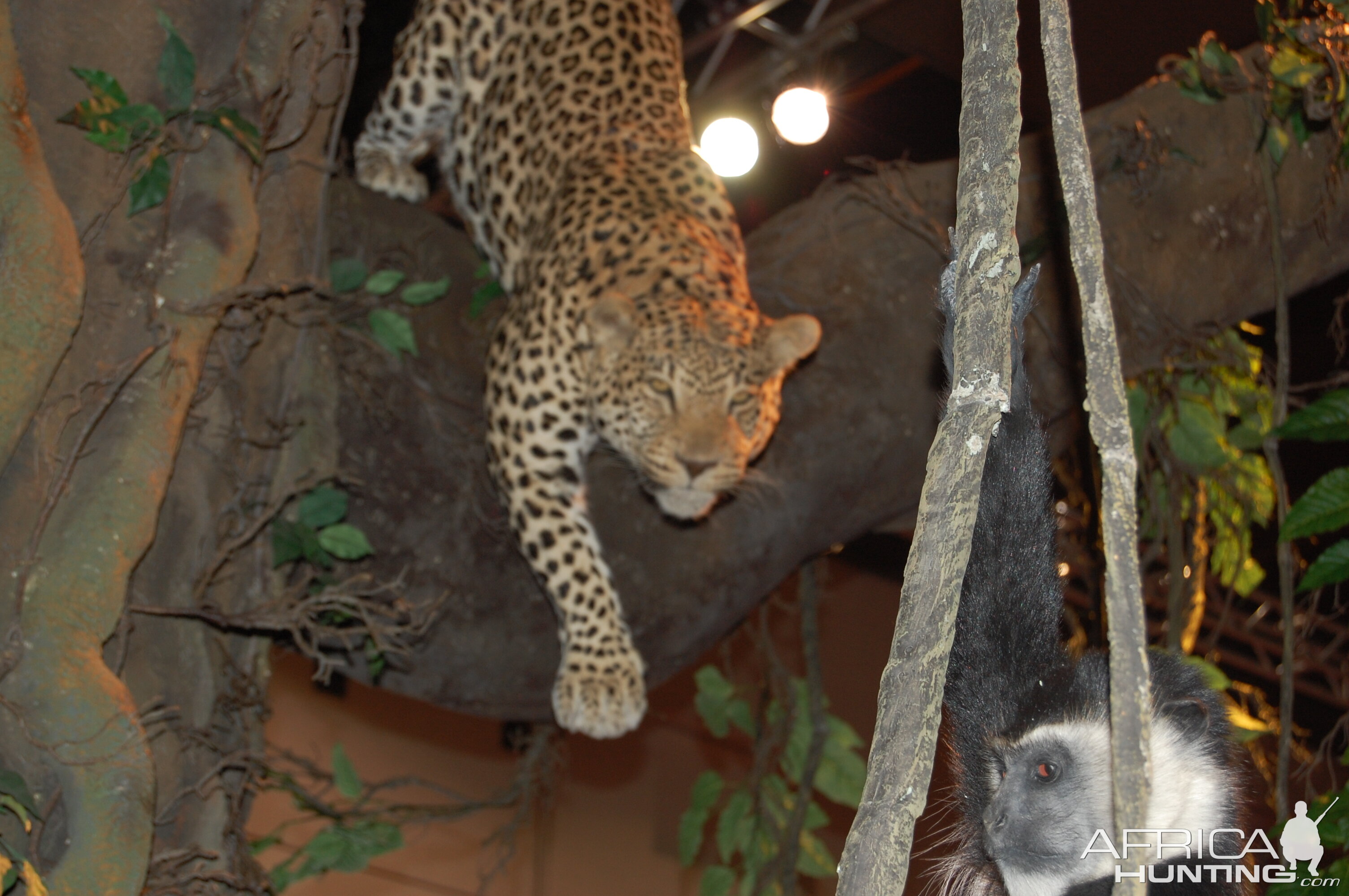 Taxidermy at Safari Club International Convention