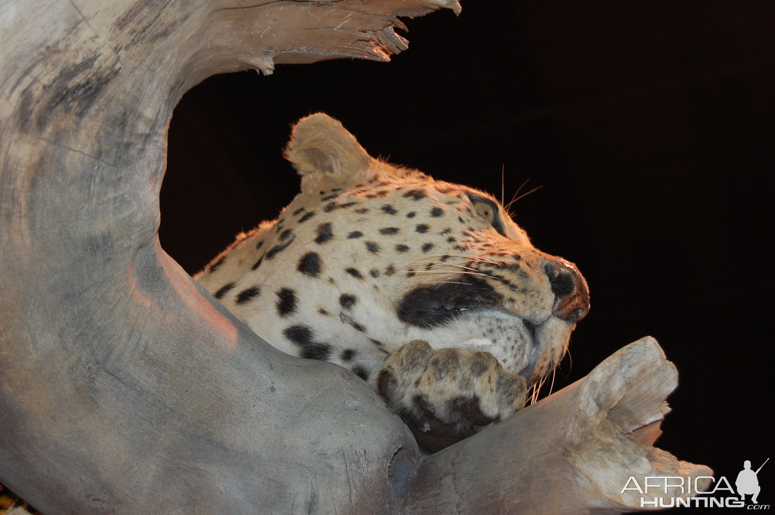 Taxidermy at Safari Club International Convention