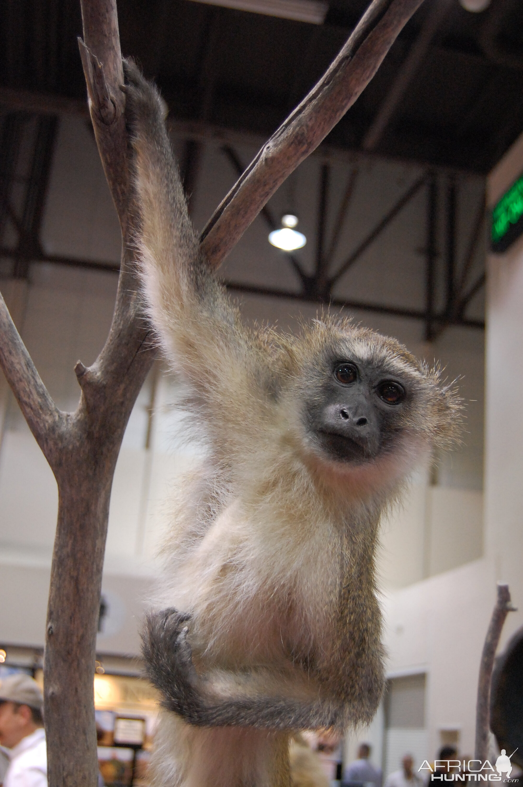 Taxidermy at Safari Club International Convention