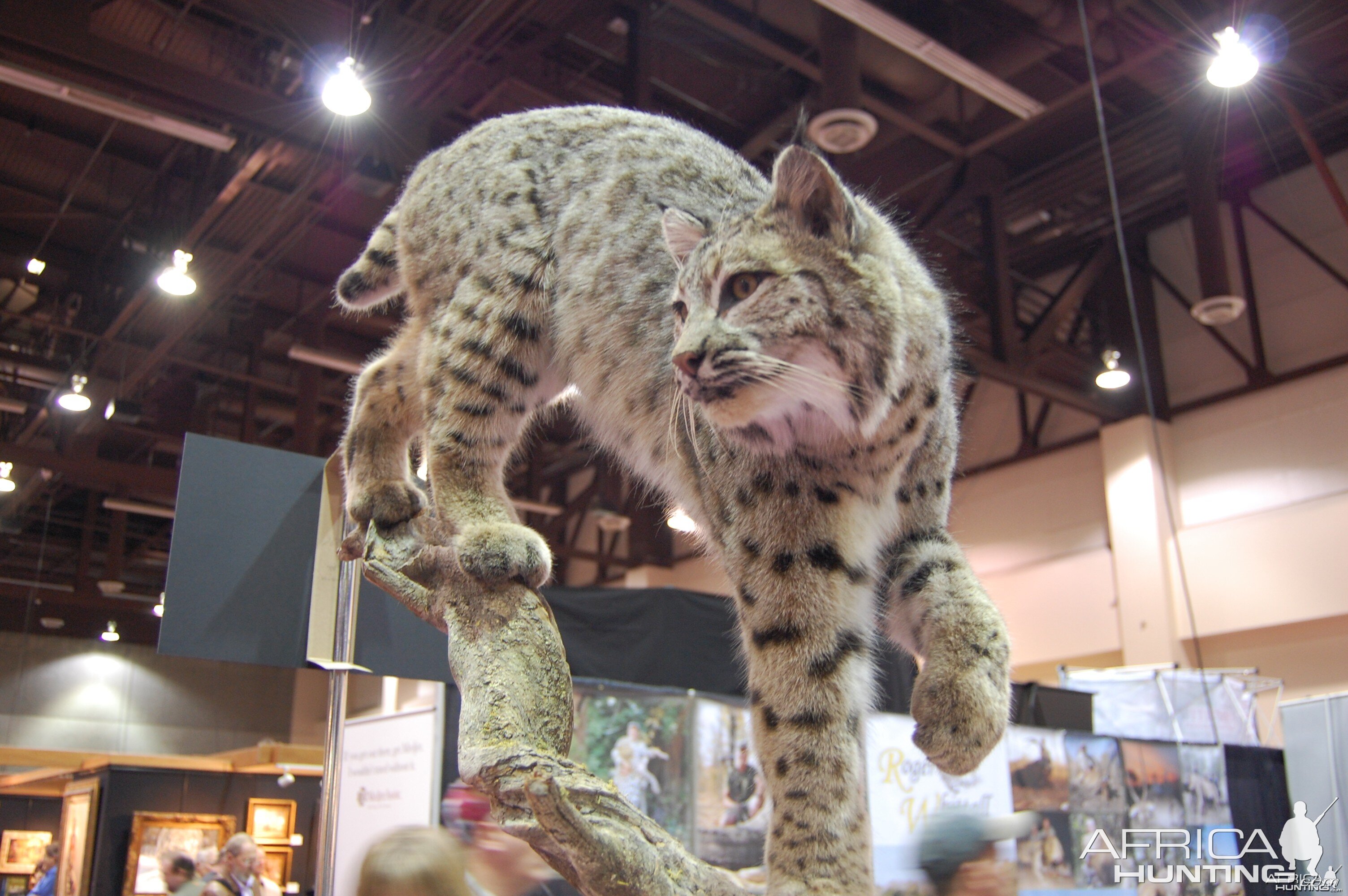 Taxidermy at Safari Club International Convention