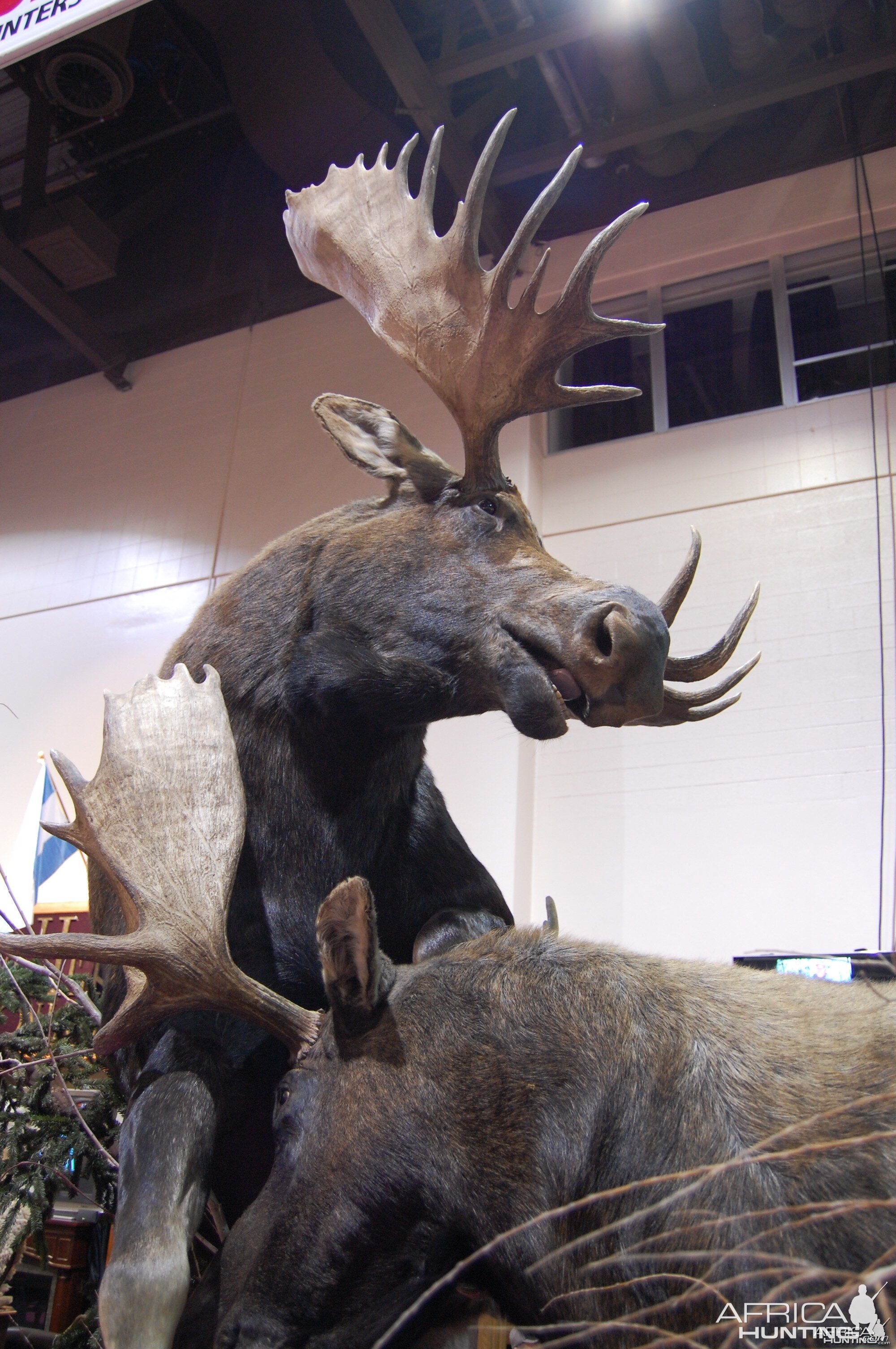 Taxidermy at Safari Club International Convention