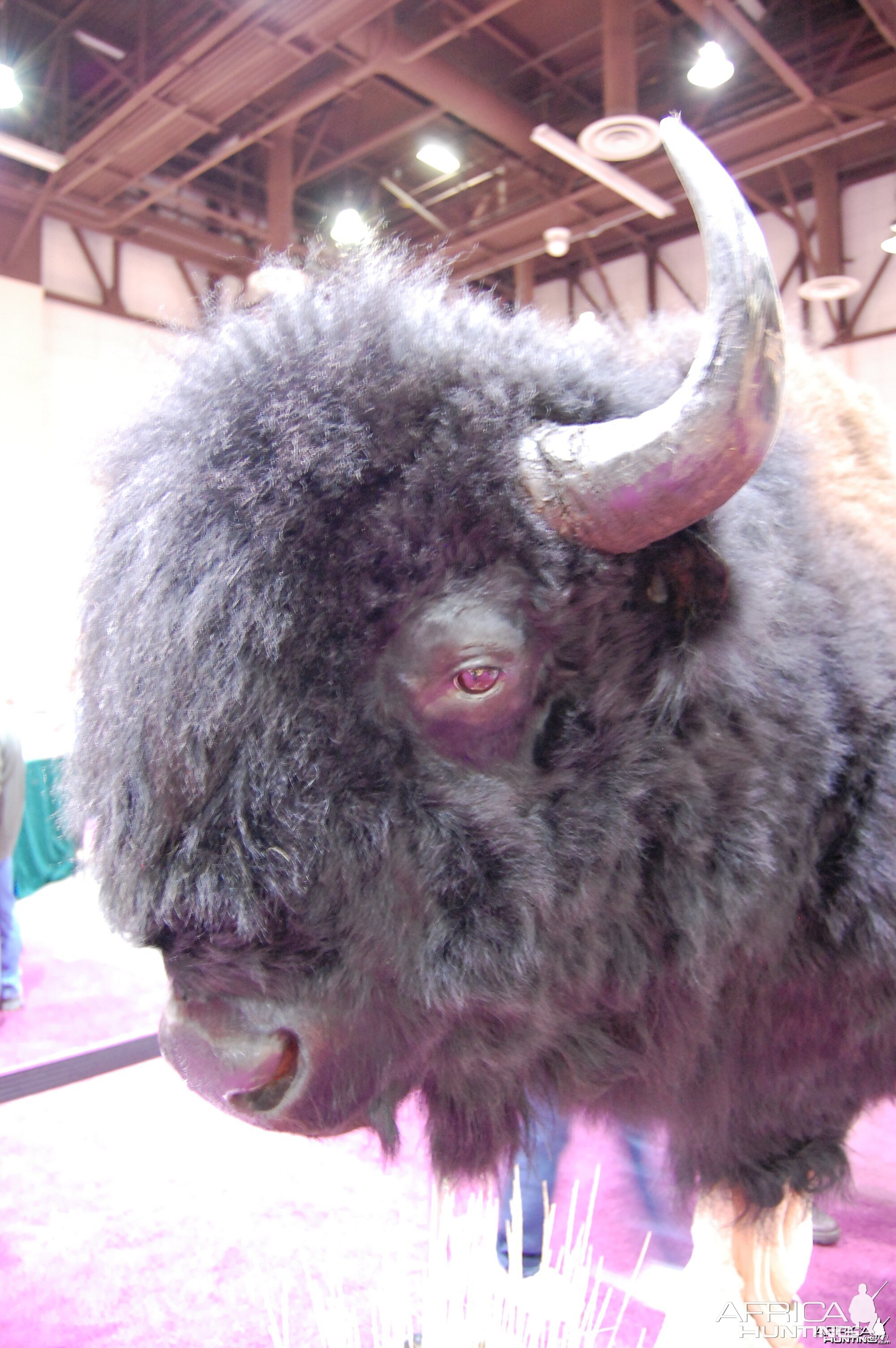 Taxidermy at Safari Club International Convention