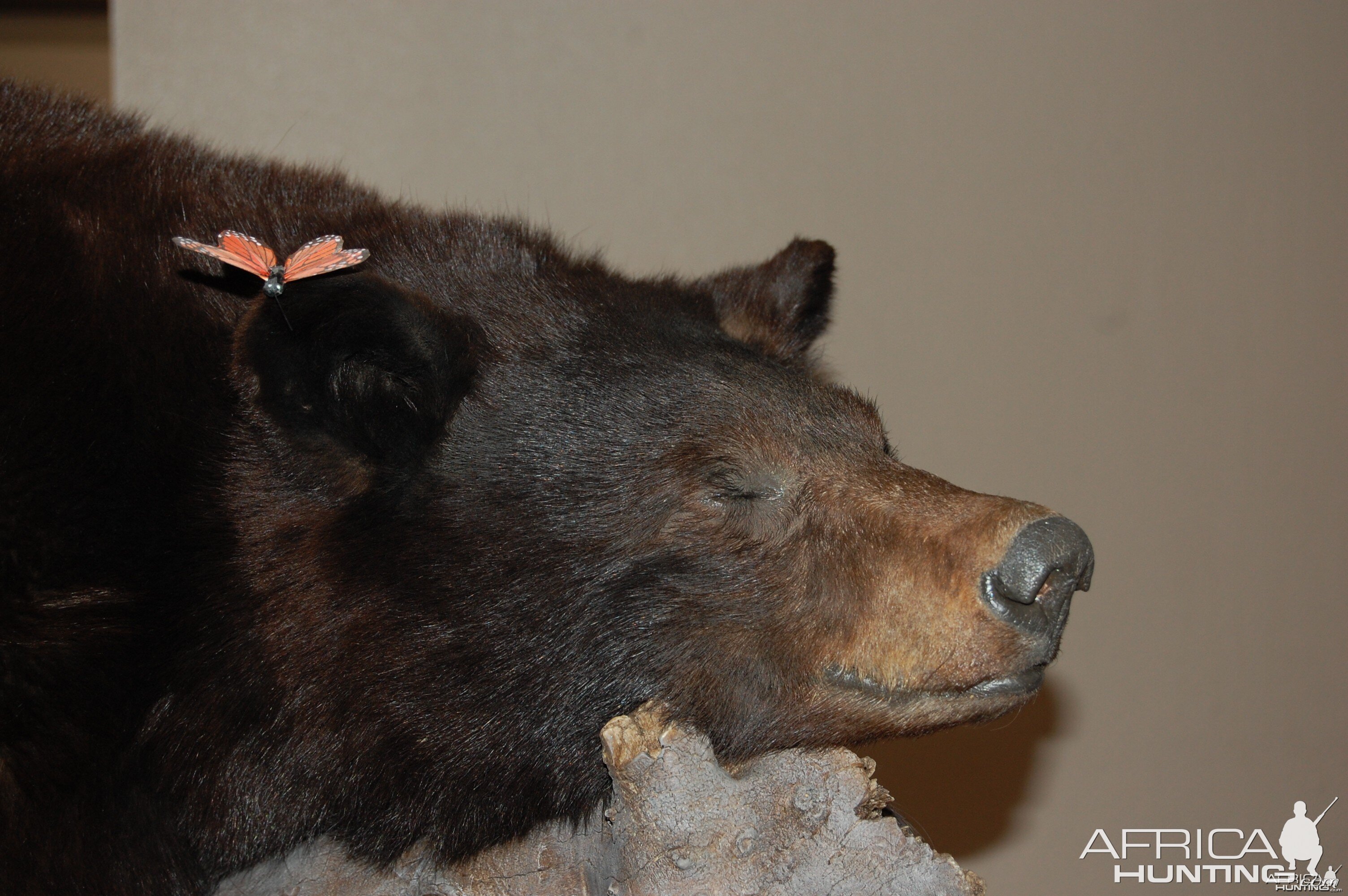 Taxidermy at Safari Club International Convention