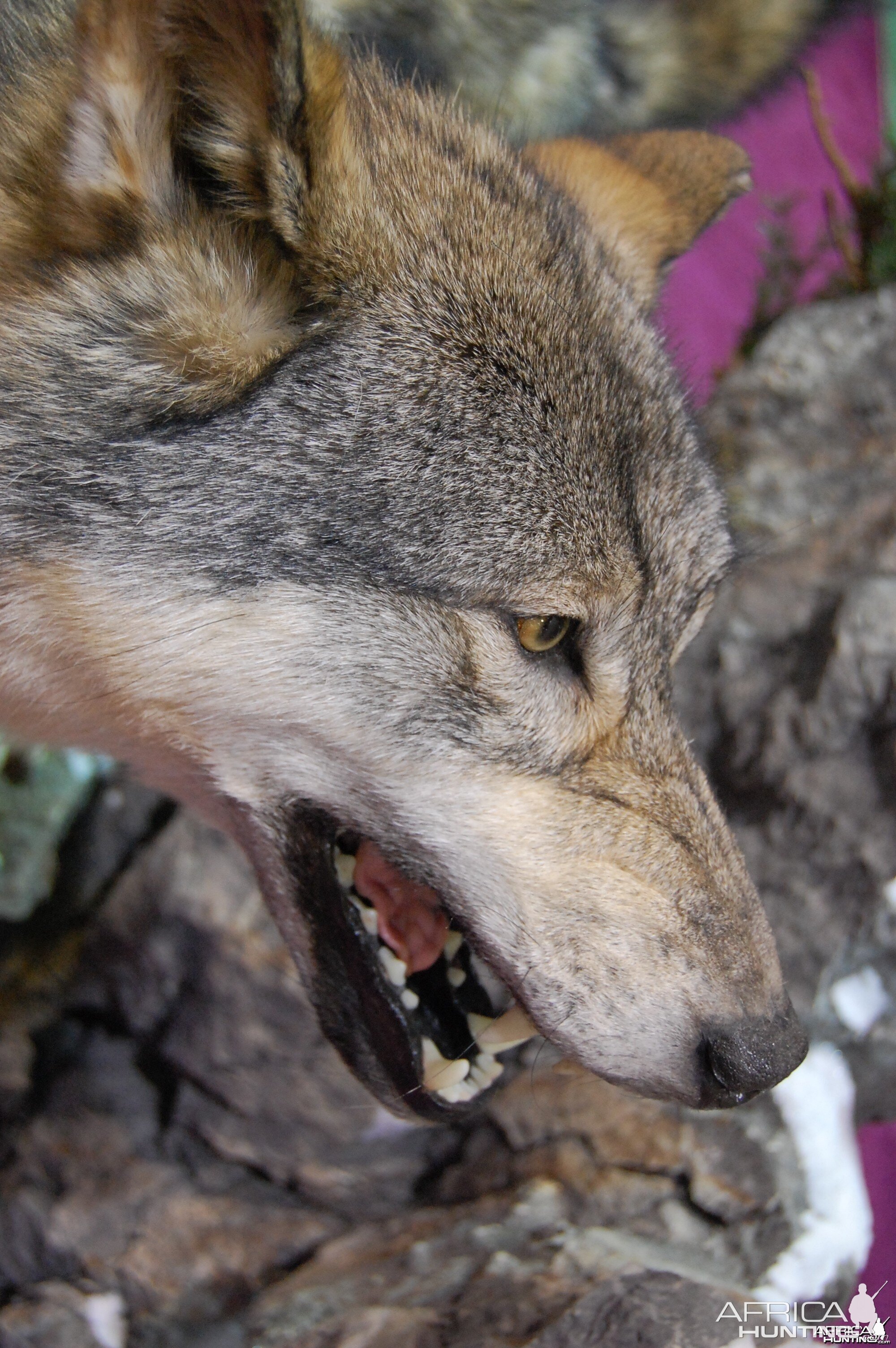 Taxidermy at Safari Club International Convention