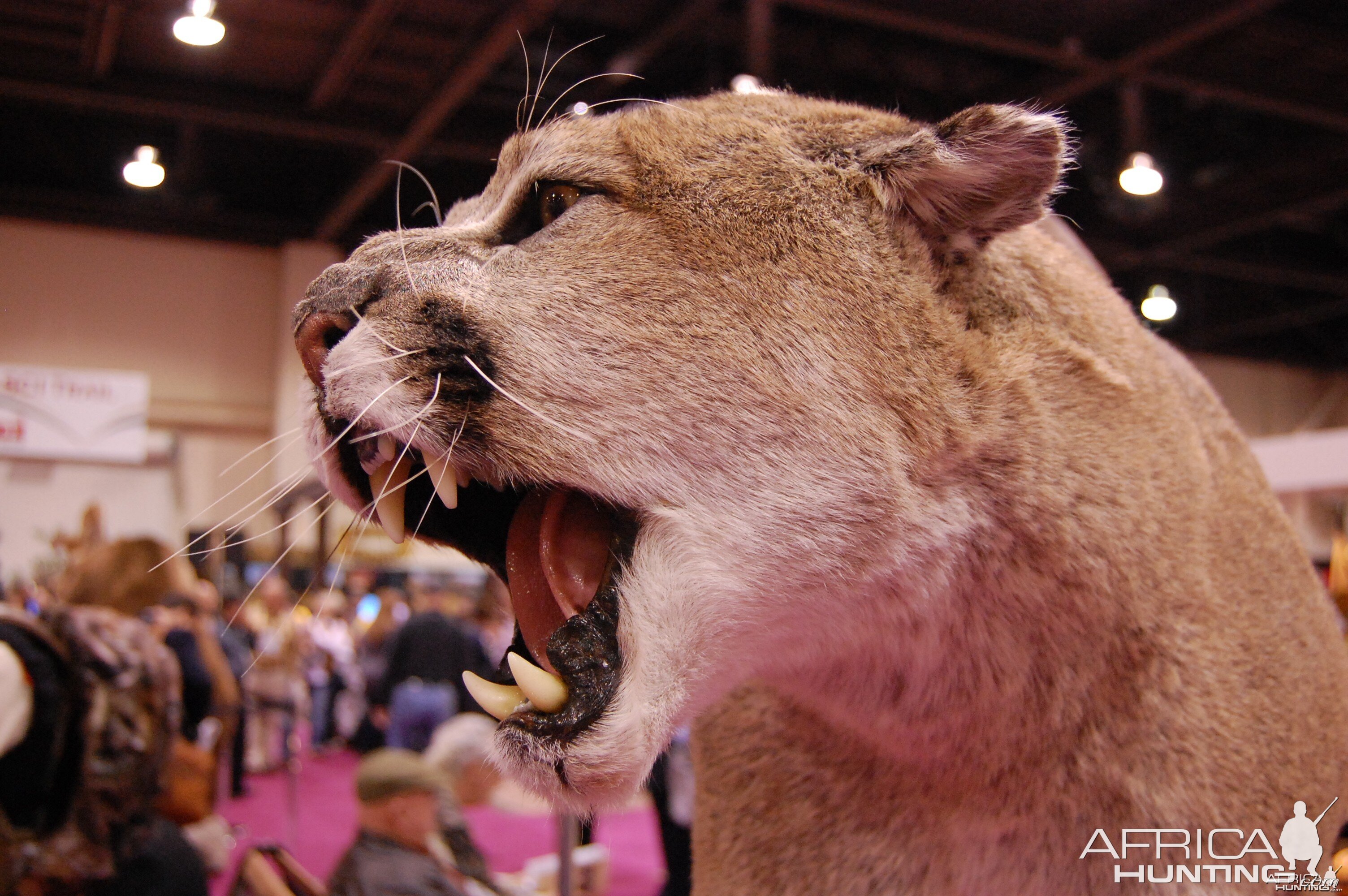 Taxidermy at Safari Club International Convention