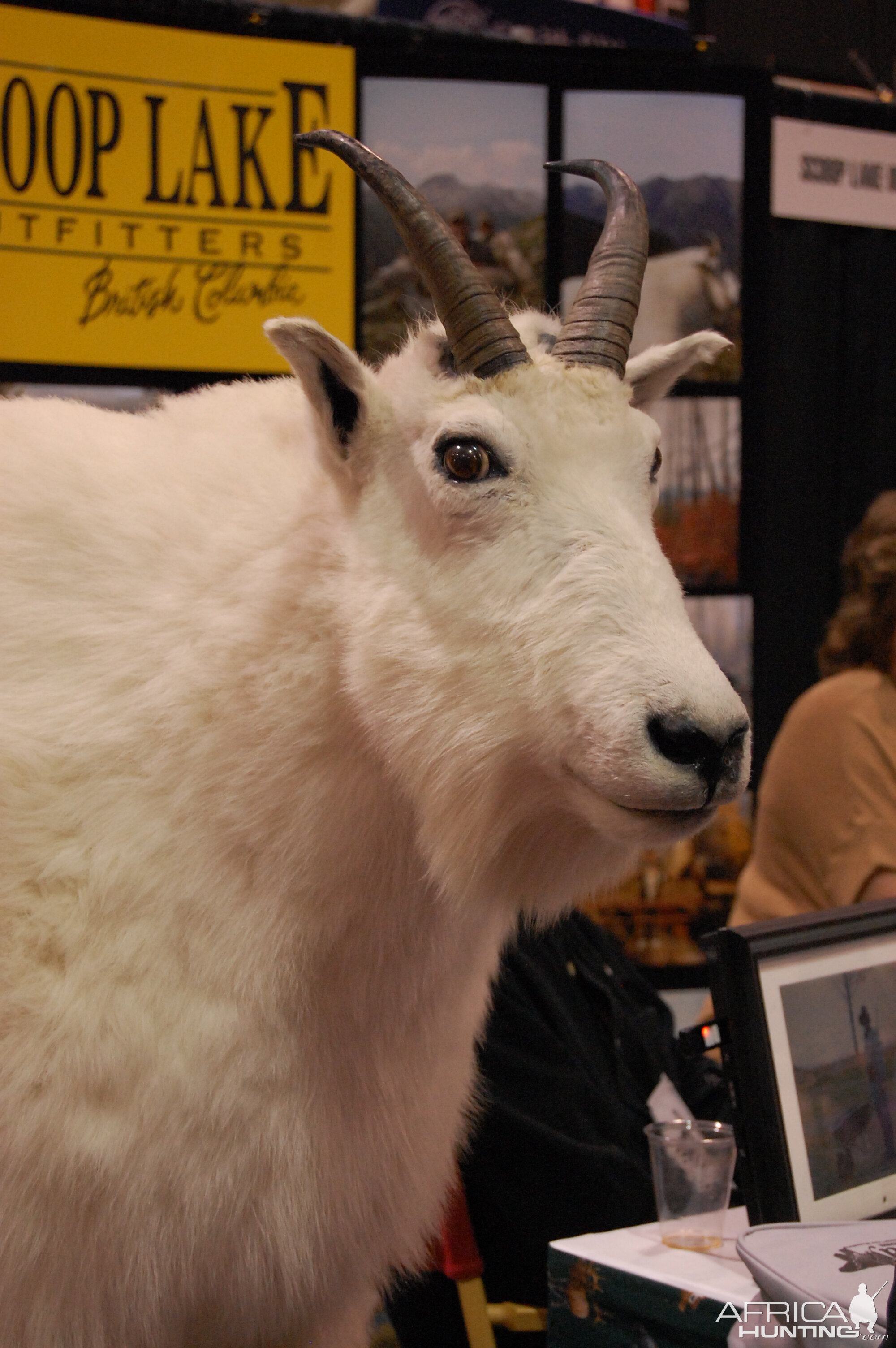 Taxidermy at Safari Club International Convention