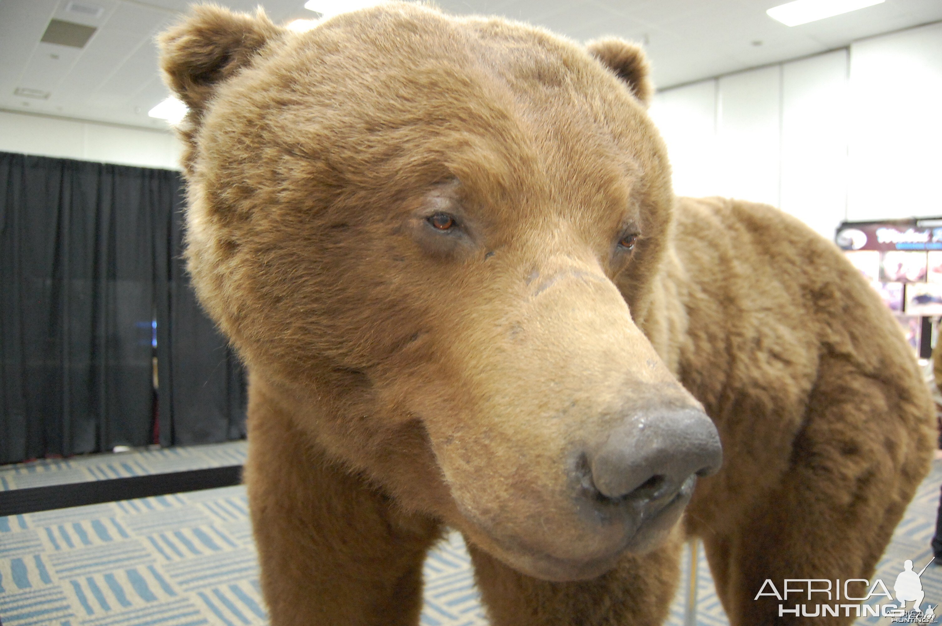 Taxidermy at Safari Club International Convention