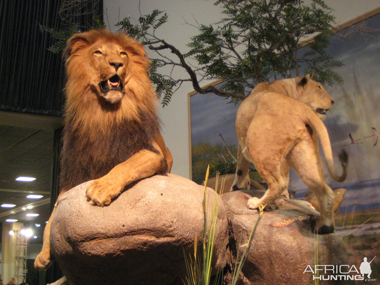 Taxidermy at Safari Club International Convention