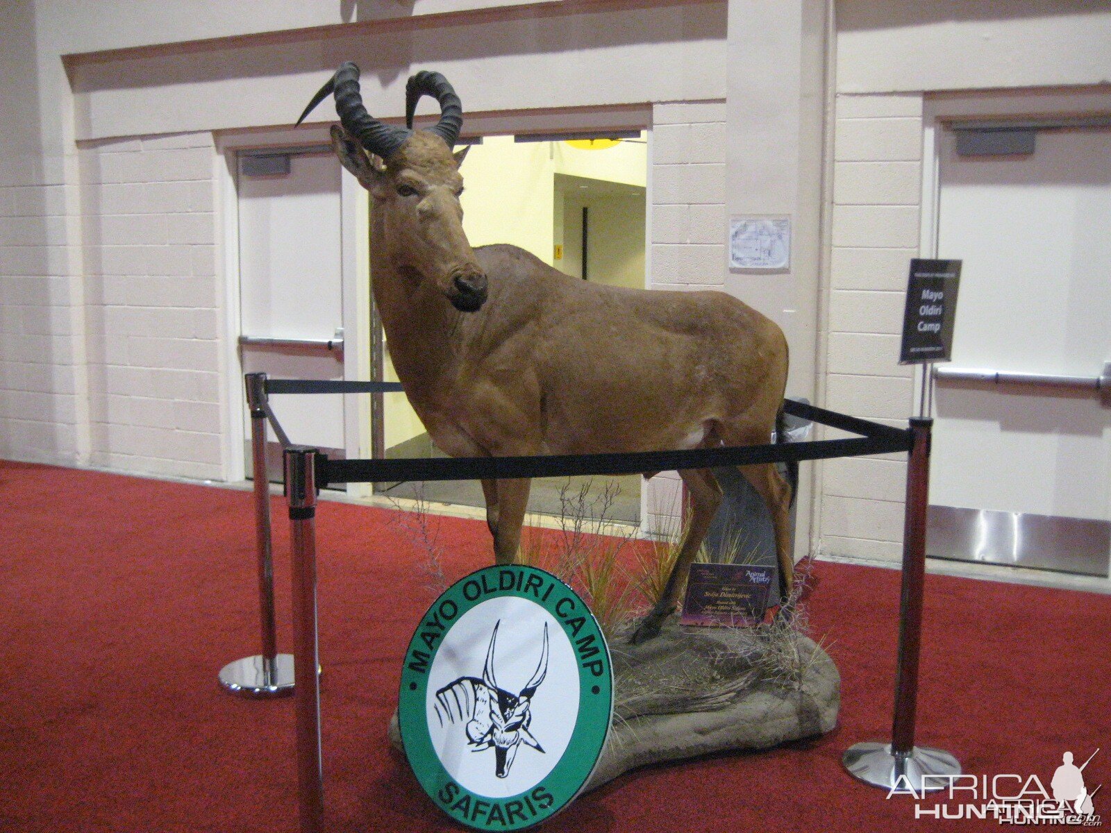 Taxidermy at Safari Club International Convention