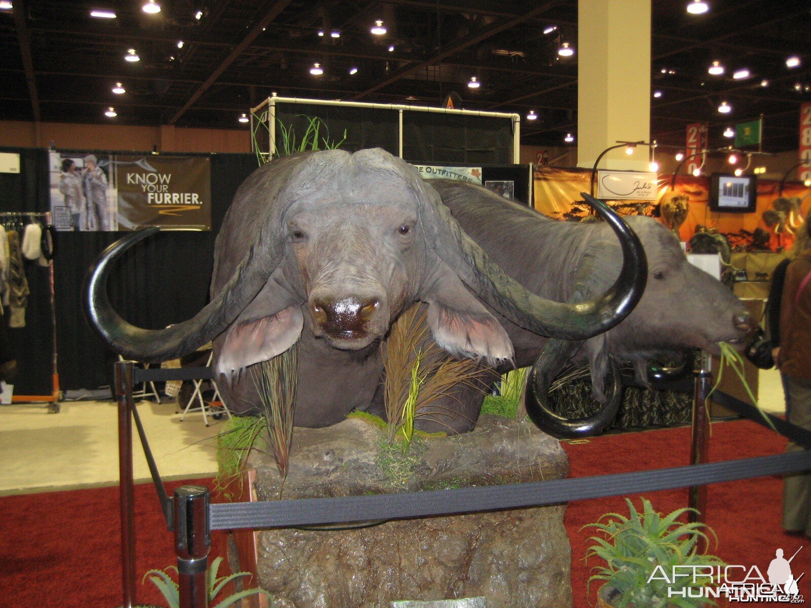 Taxidermy at Safari Club International Convention