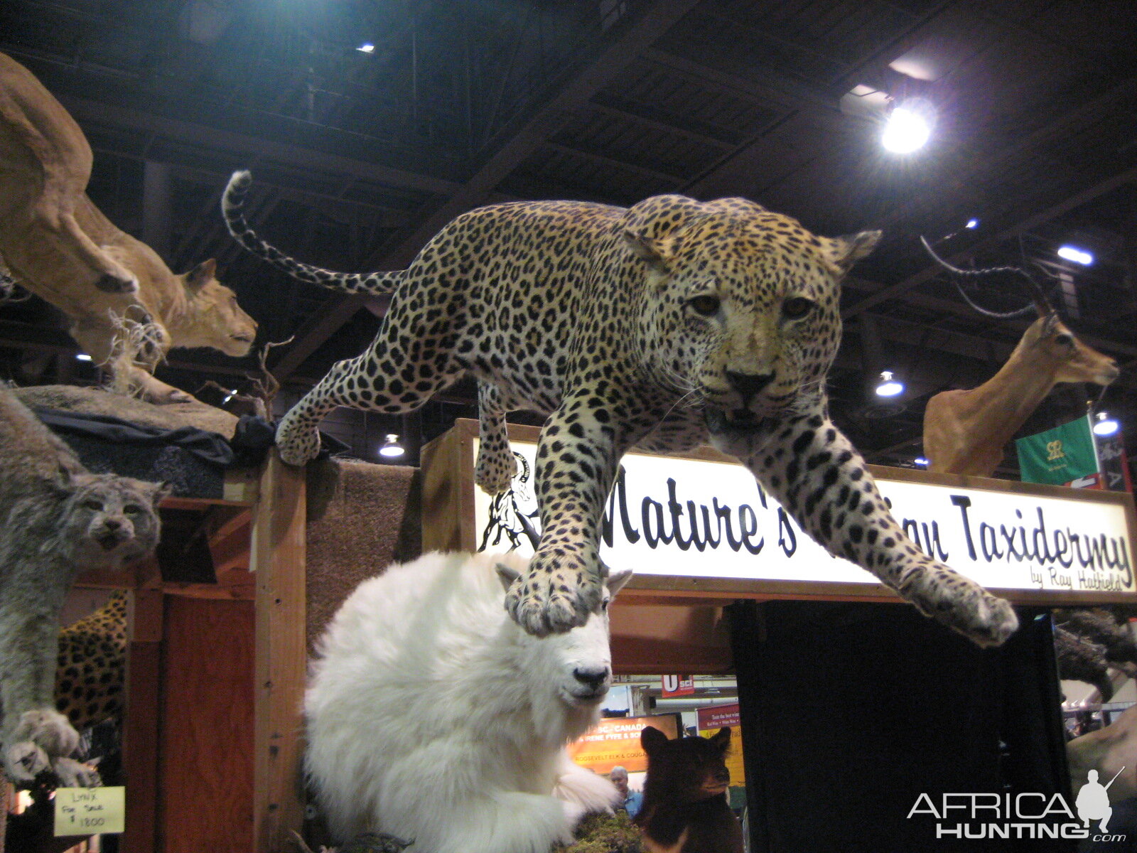 Taxidermy at Safari Club International Convention