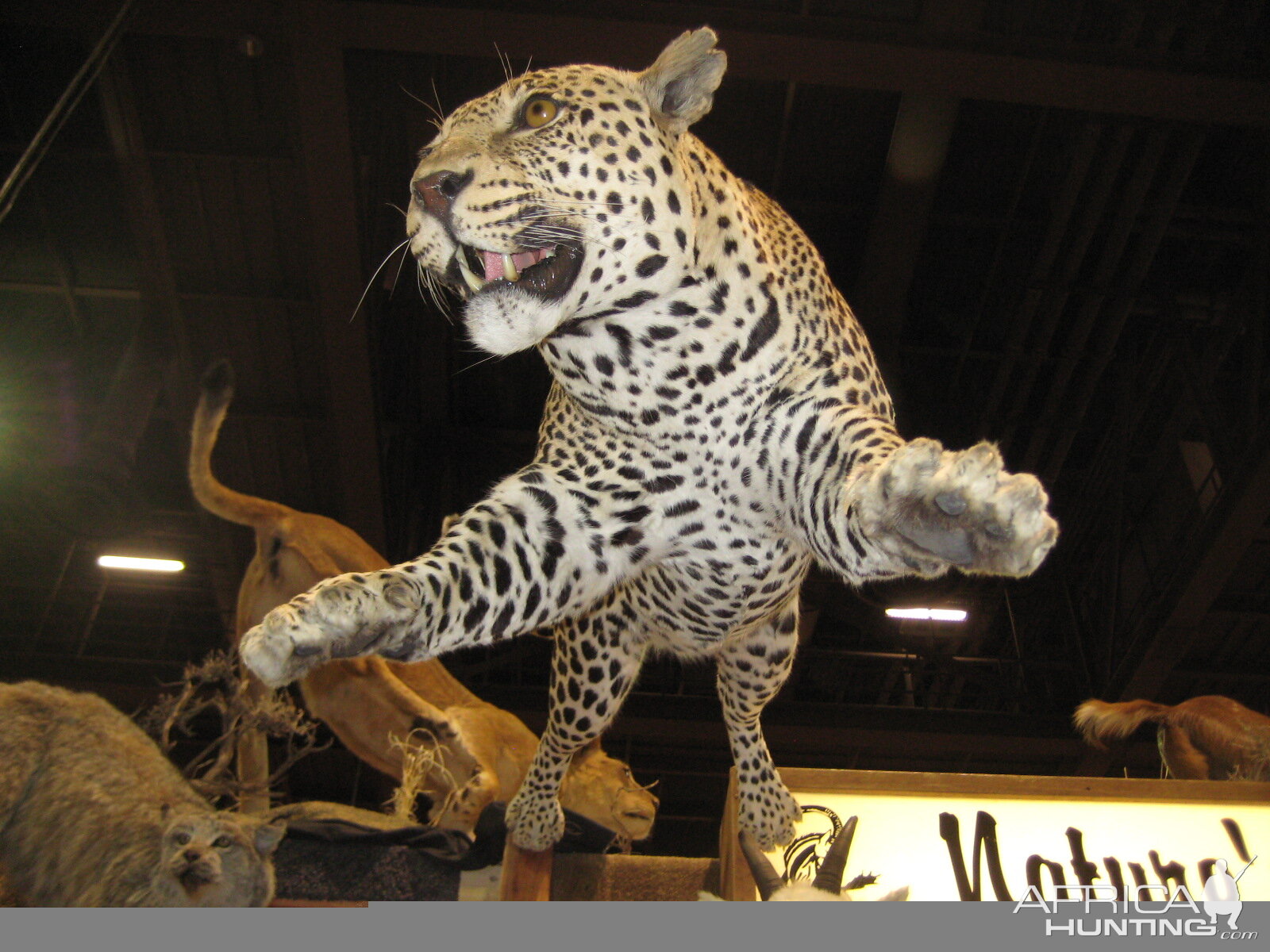 Taxidermy at Safari Club International Convention