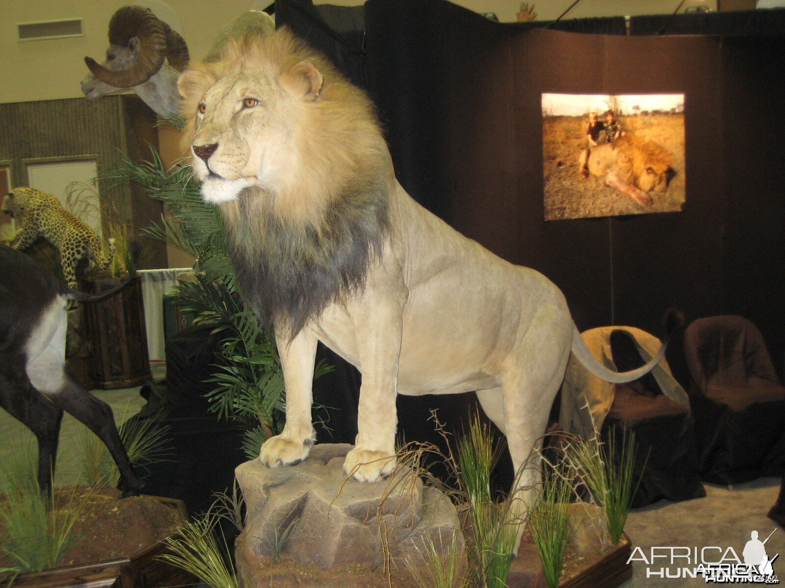 Taxidermy at Safari Club International Convention