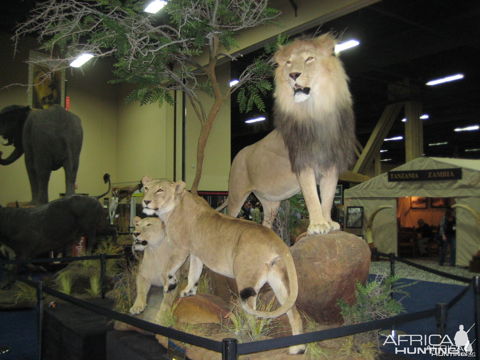 Taxidermy at Safari Club International Convention