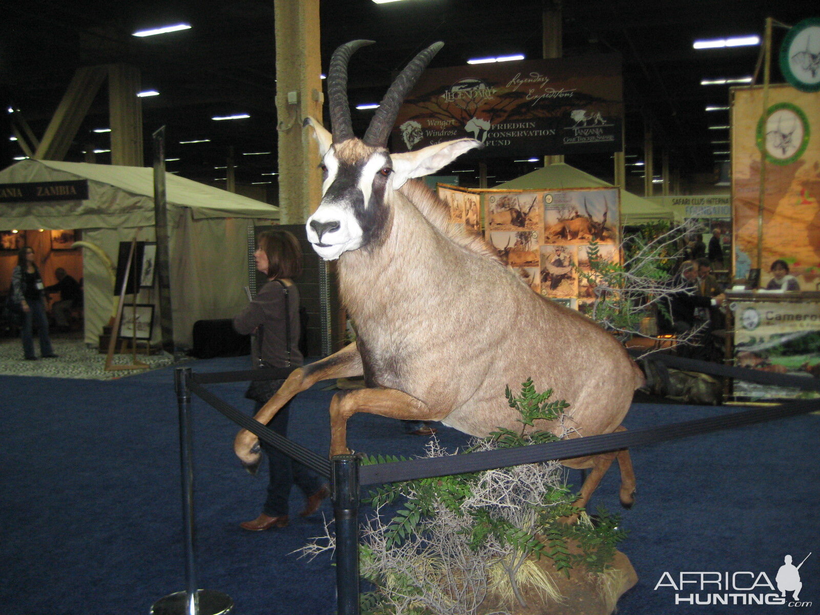 Taxidermy at Safari Club International Convention