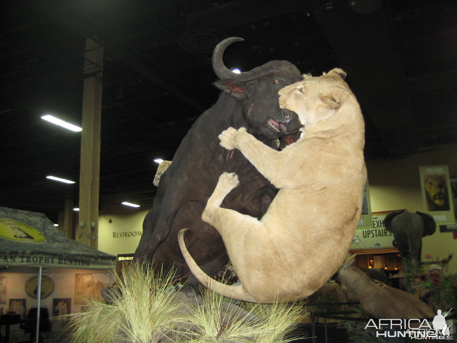 Taxidermy at Safari Club International Convention