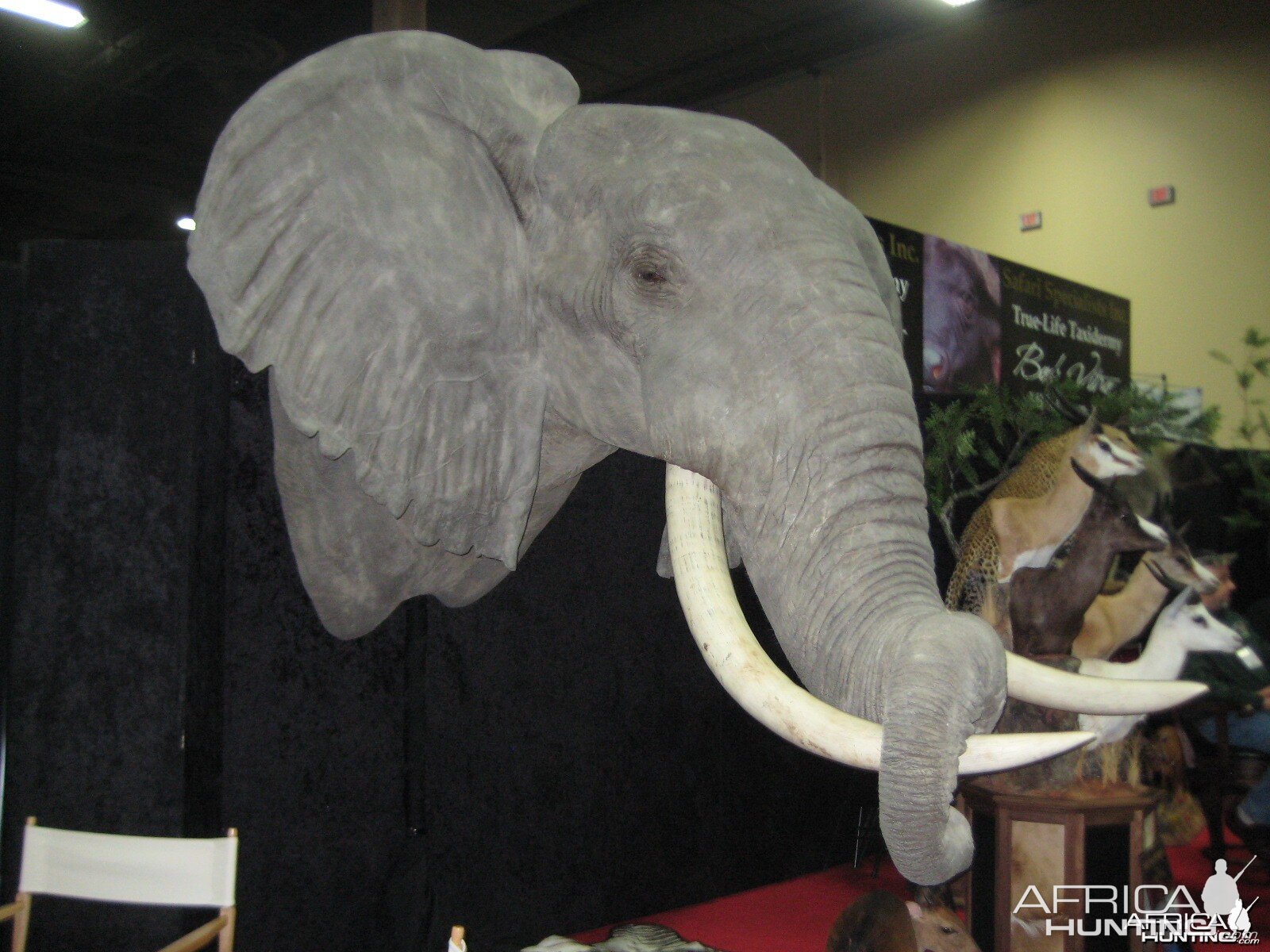 Taxidermy at Safari Club International Convention