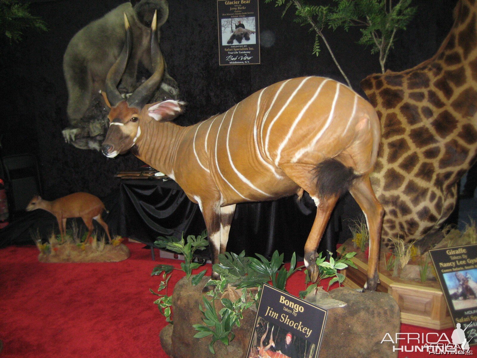 Taxidermy at Safari Club International Convention