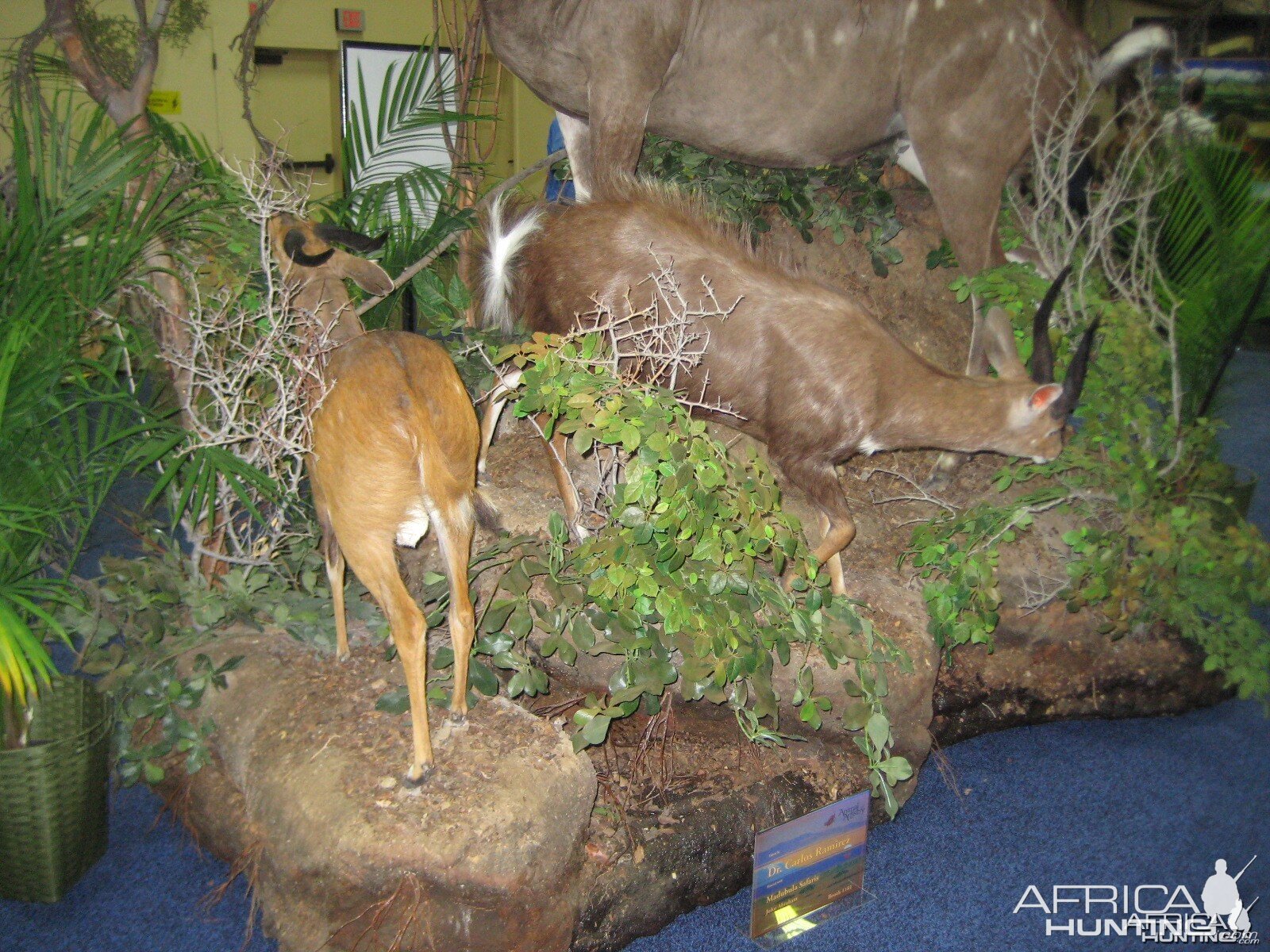 Taxidermy at Safari Club International Convention