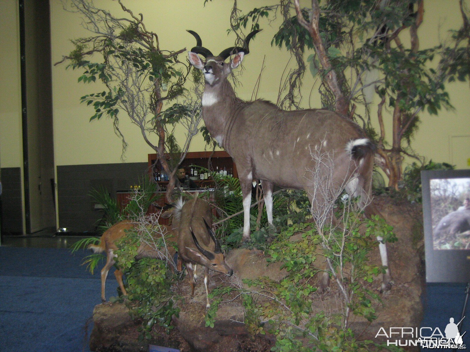 Taxidermy at Safari Club International Convention