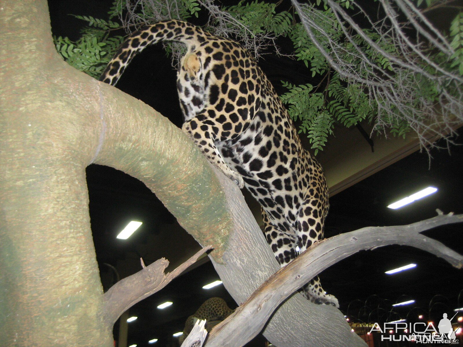 Taxidermy at Safari Club International Convention