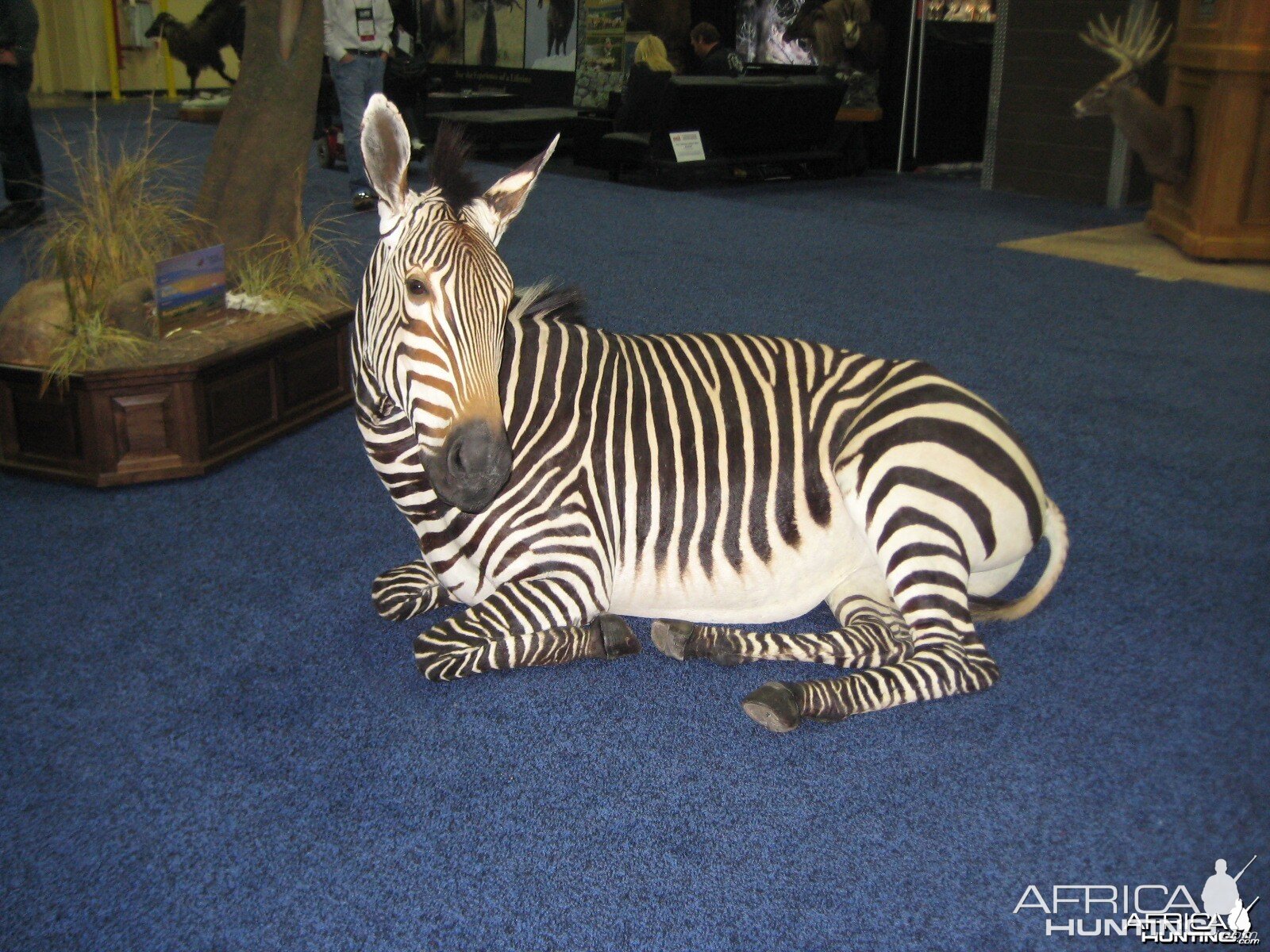 Taxidermy at Safari Club International Convention