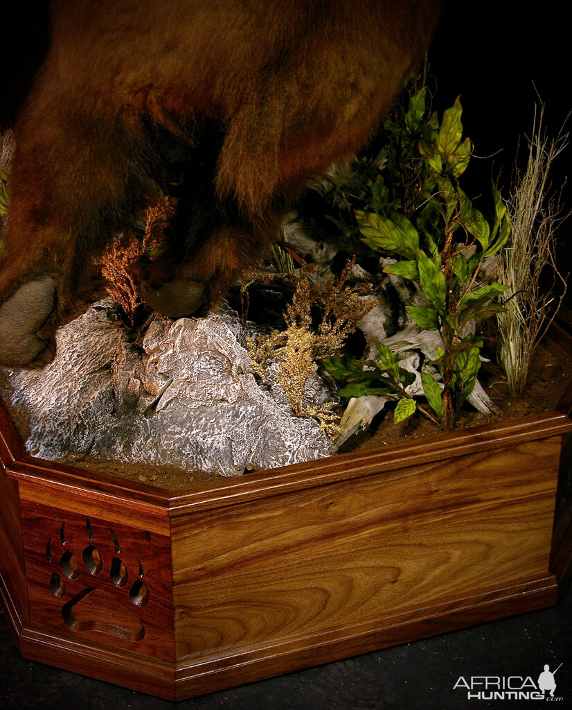 Taxidermy Bear Fight! Full Mount New Mexico Bears