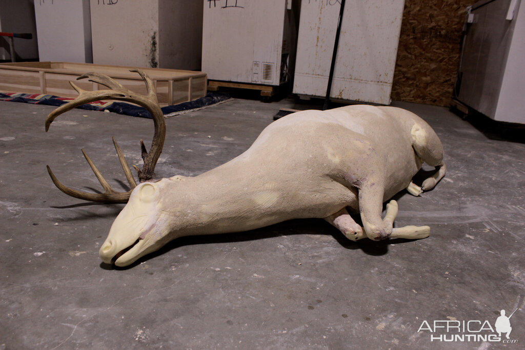 Taxidermy Behind The Scenes...