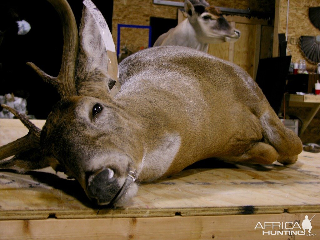 Taxidermy Behind The Scenes...