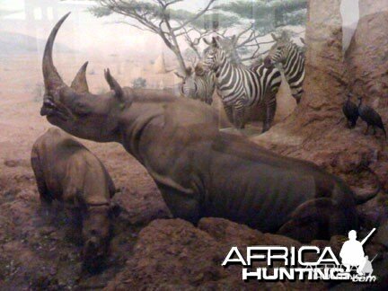 Taxidermy Black Rhino