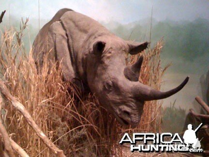 Taxidermy Black Rhino