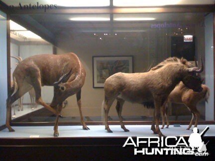 Taxidermy Black Wildebeest & Tsessebe