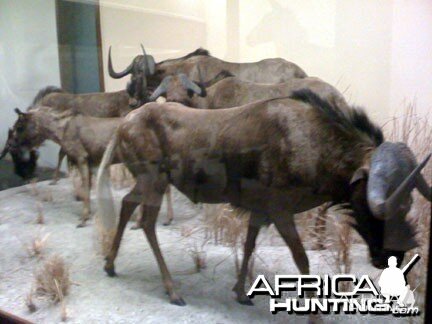 Taxidermy Black Wildebeest