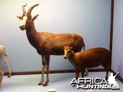 Taxidermy Blesbok & Duiker