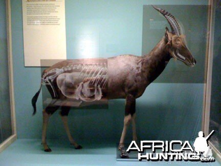 Taxidermy Blesbok