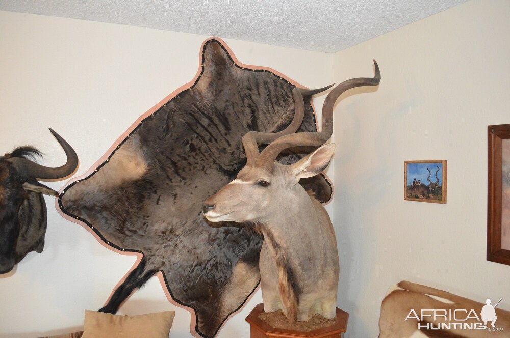 Taxidermy Blue Wildebeest Flat-skin