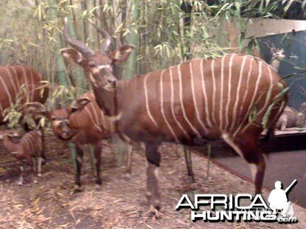 Taxidermy Bongo