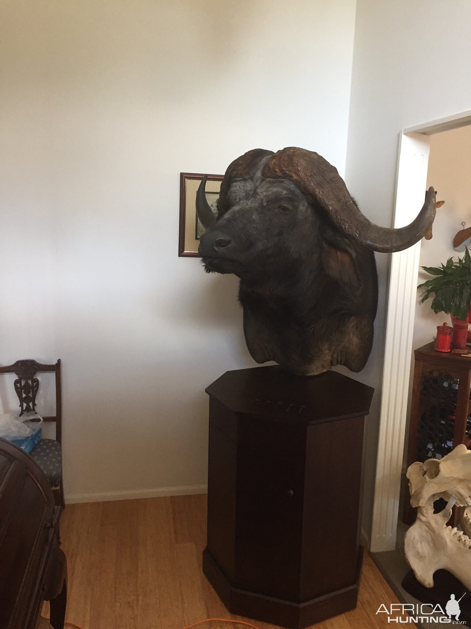 Taxidermy Buffalo Pedestal