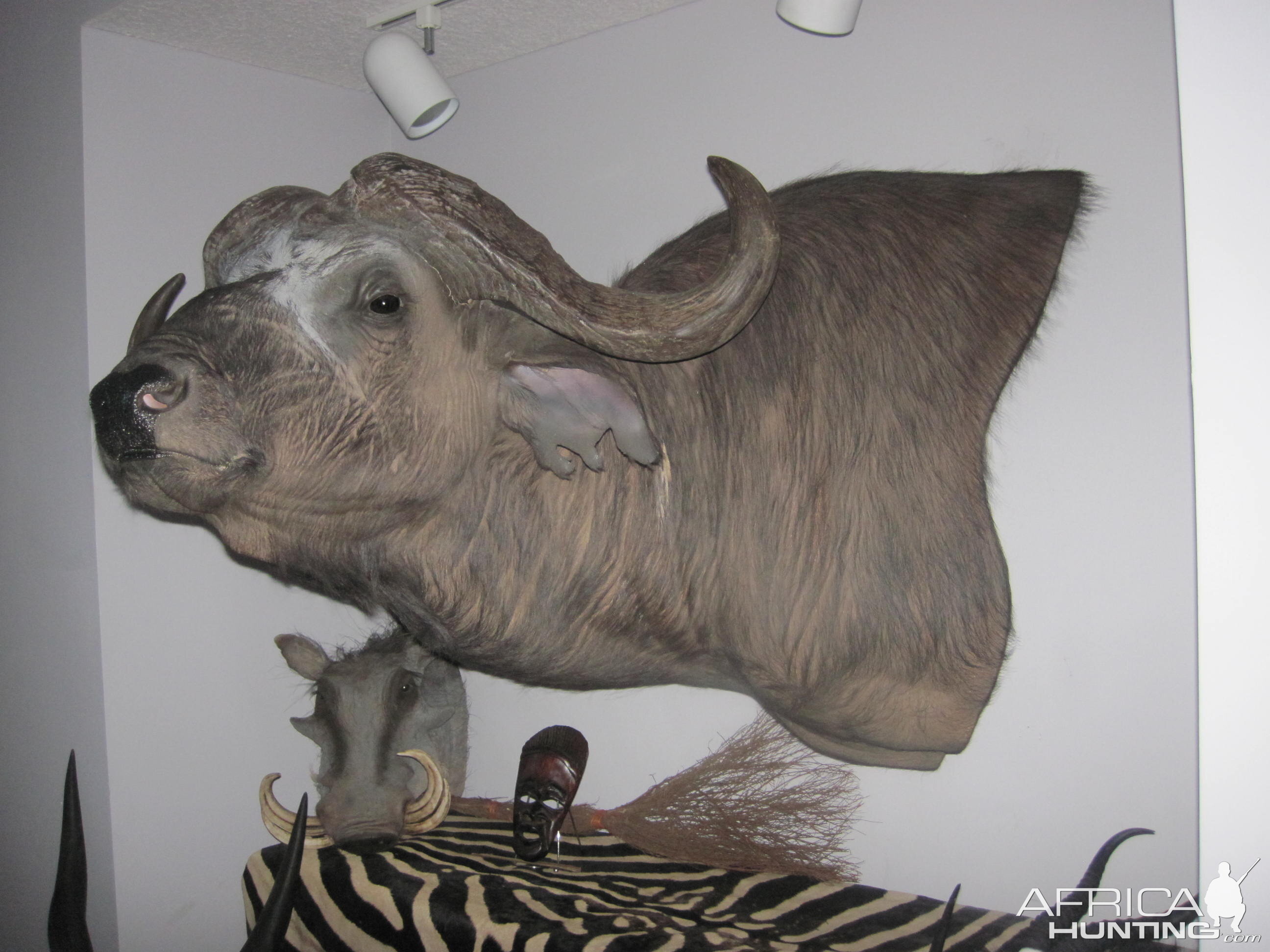 Taxidermy  Buffalo Shoulder Mount