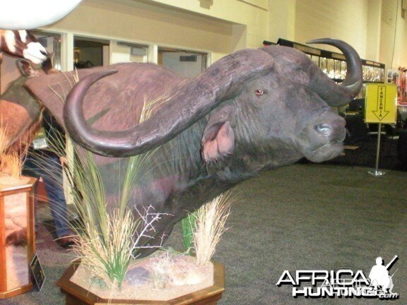 Taxidermy Buffalo