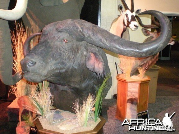 Taxidermy Buffalo