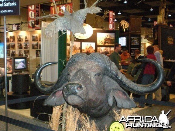 Taxidermy Buffalo