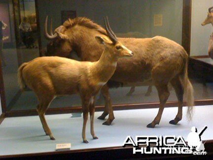 Taxidermy Bushbuck & Black Wildebeest