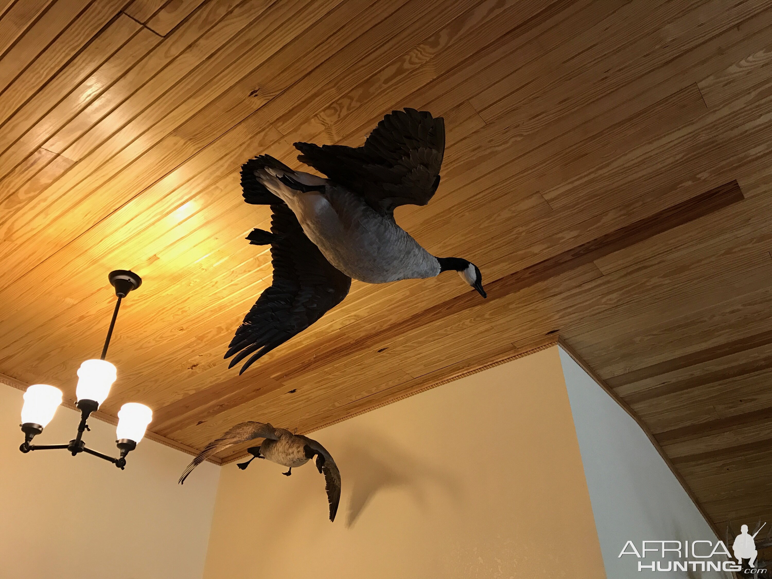 Taxidermy Cackling Goose Full Mount