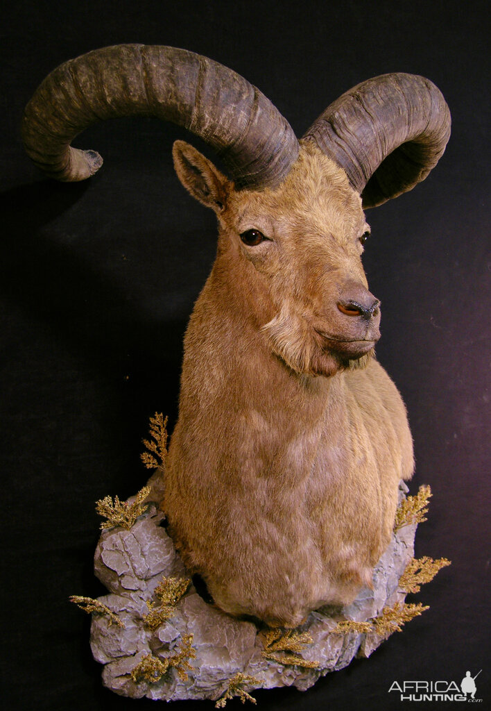 Taxidermy Dagestan Tur Shoulder Mount