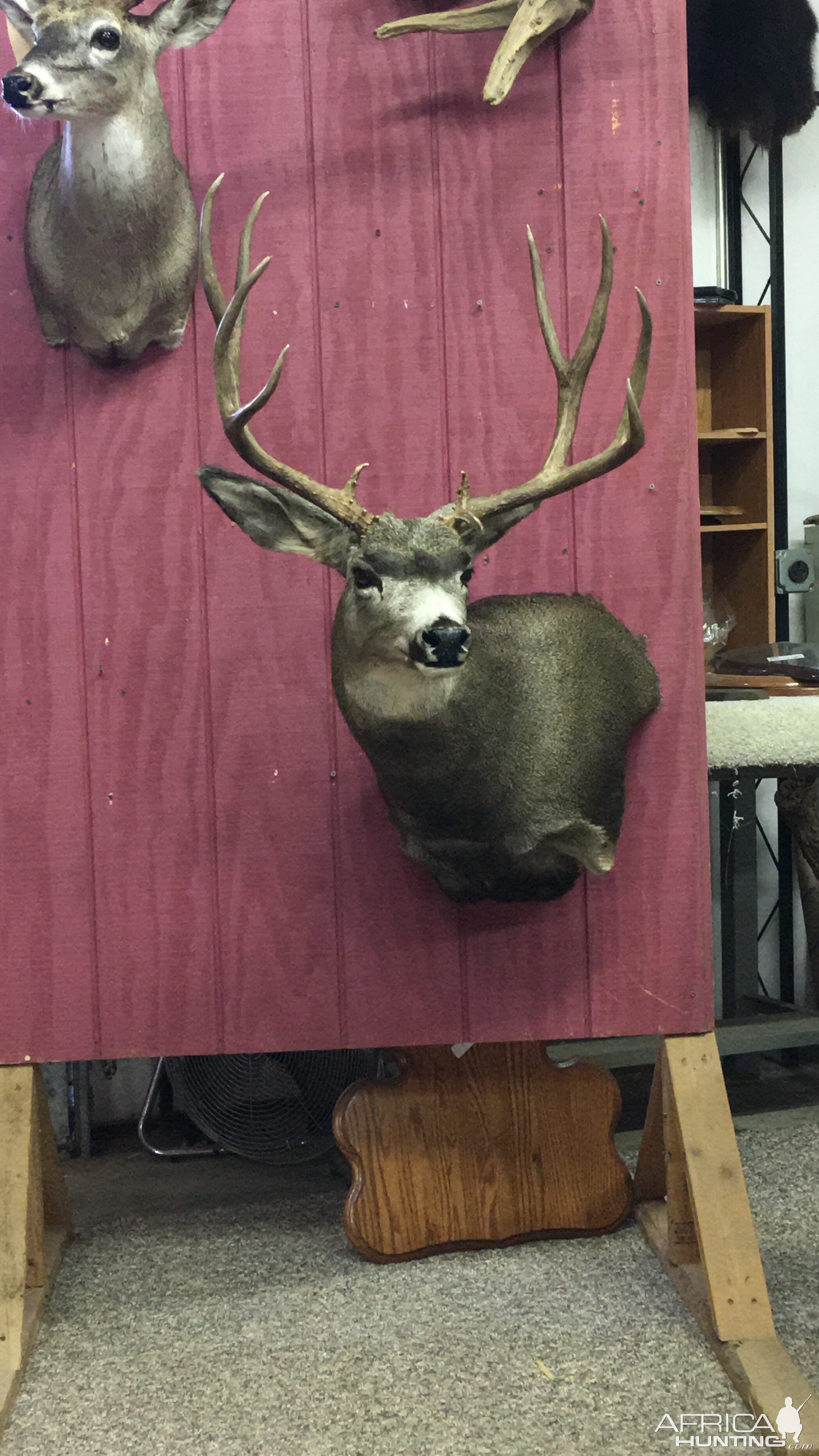 Taxidermy Deer Shoulder Mount