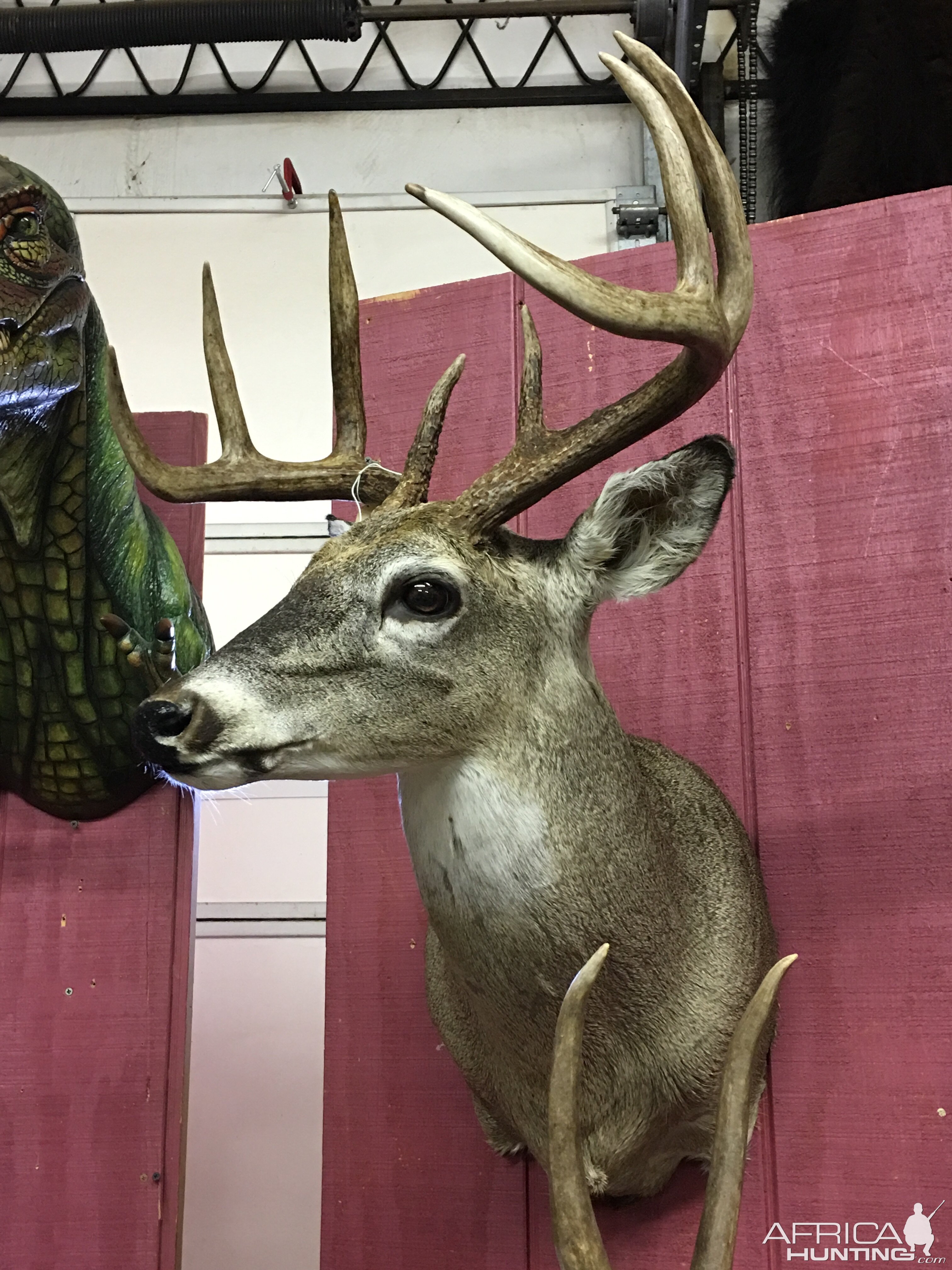 Taxidermy Deer Shoulder Mount